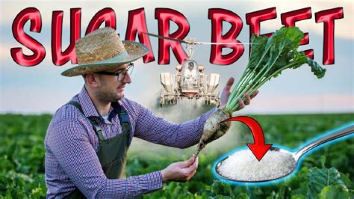 Are beets and sugar beets the same thing?