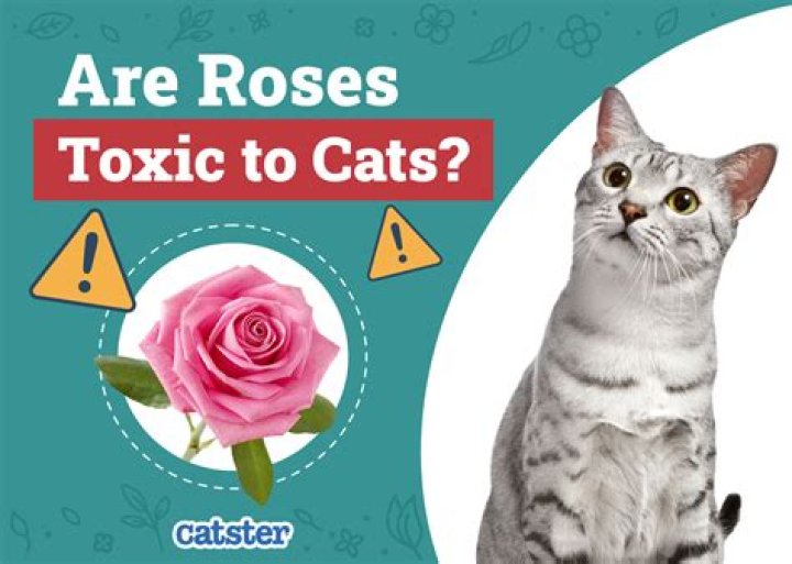 Are berries toxic to cats