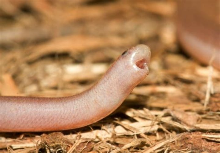 Are Blind snakes actually blind
