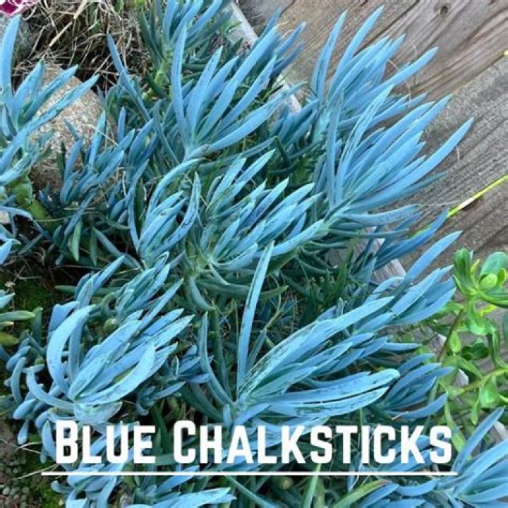 Are blue chalk sticks poisonous