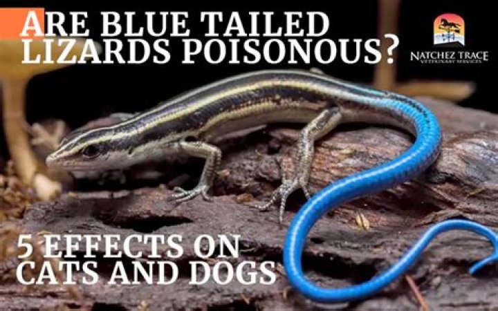 Are blue lizards poisonous? | ContextResponse.com