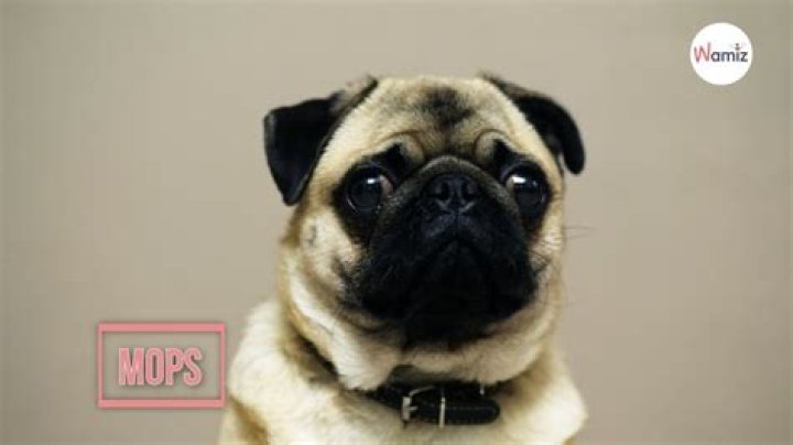 Are cotton mops good