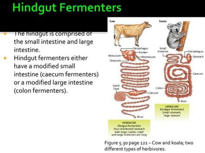 Are cows hindgut fermenters?