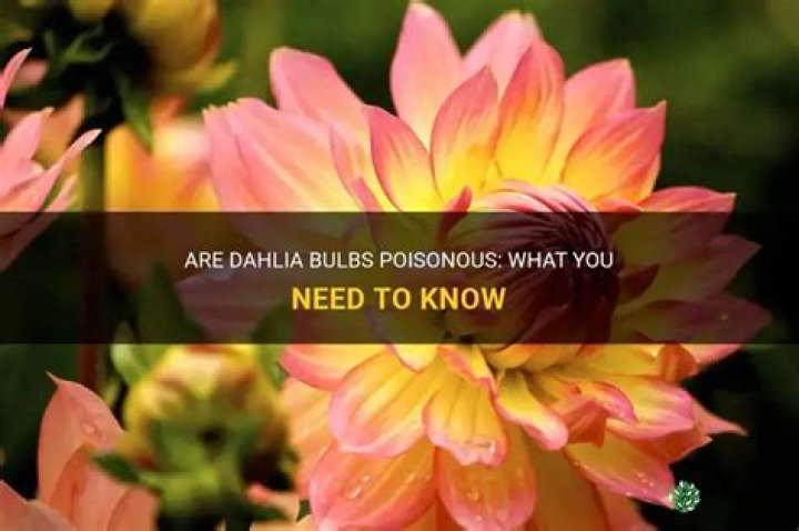 Are dahlia bulbs poisonous
