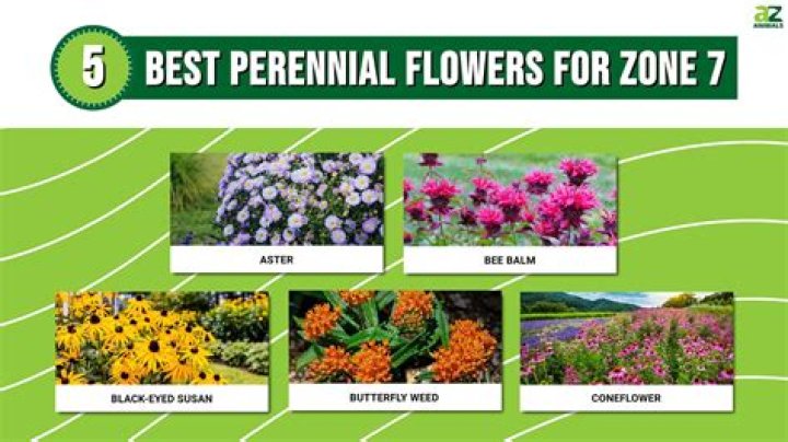 Are dahlias perennials in zone 4