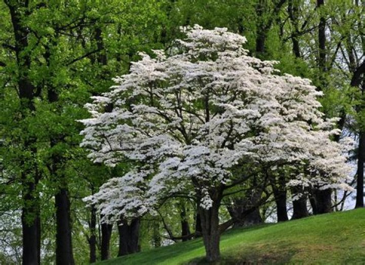 Are dogwood trees slow growing?