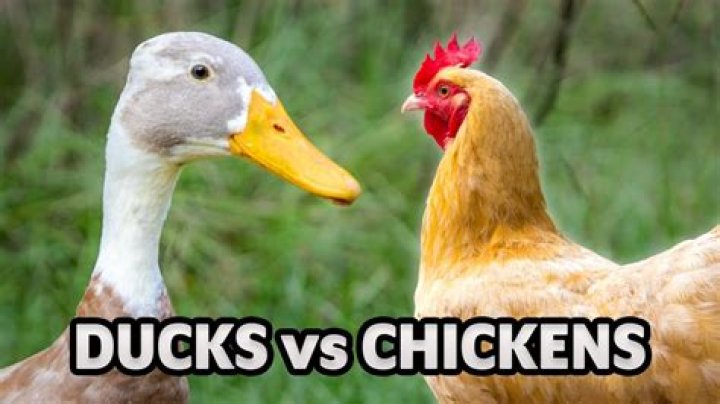 Are ducks and chickens related