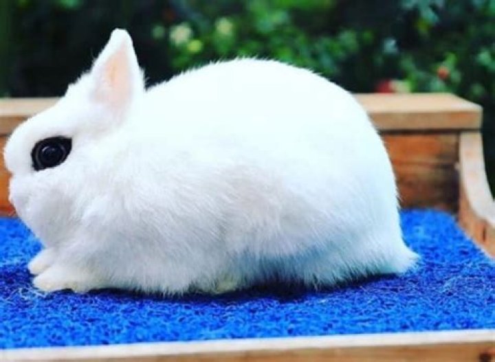Are dwarf hotot rabbits friendly