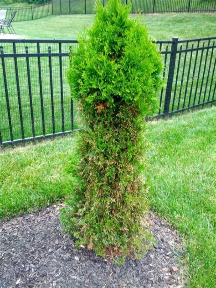 Are emerald green arborvitae deer resistant