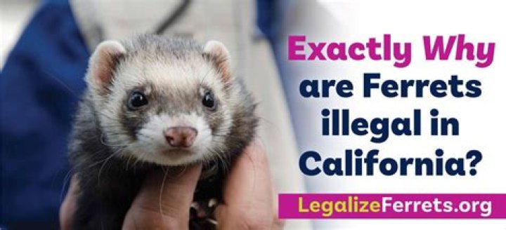 Are ferrets illegal in California?