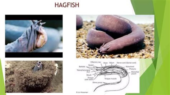 Are hagfish dangerous to humans