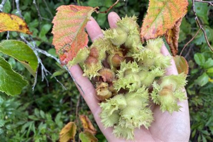 Are hazelnuts native to Ireland?