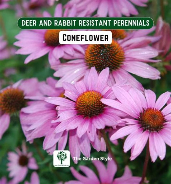 Are hollyhocks deer and rabbit resistant