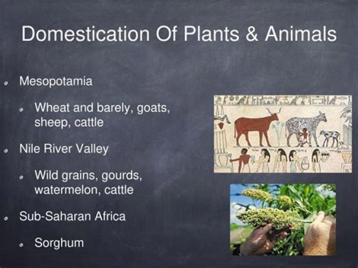 Are humans domesticated by plants