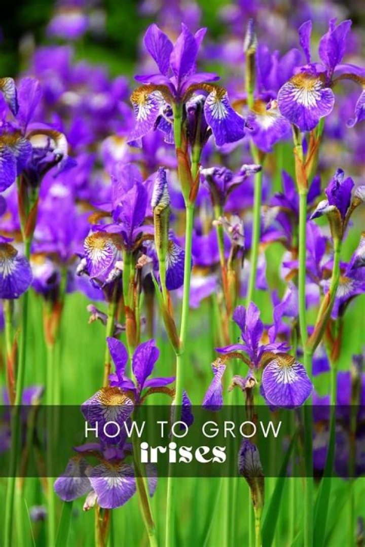 Are irises easy to grow