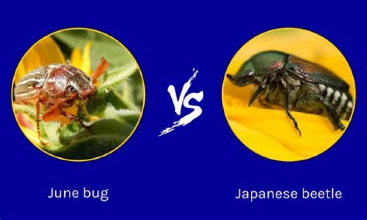 Are June bugs and Japanese beetles the same