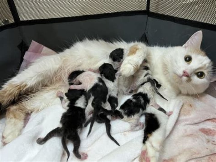 Are kittens born all year round