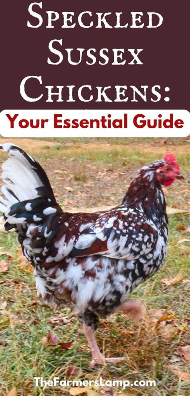 Are Light Sussex chickens rare?