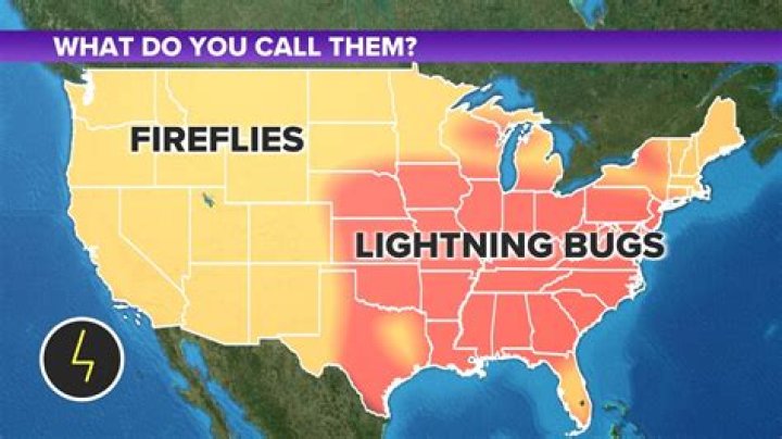 Are lighting bugs and fireflies the same