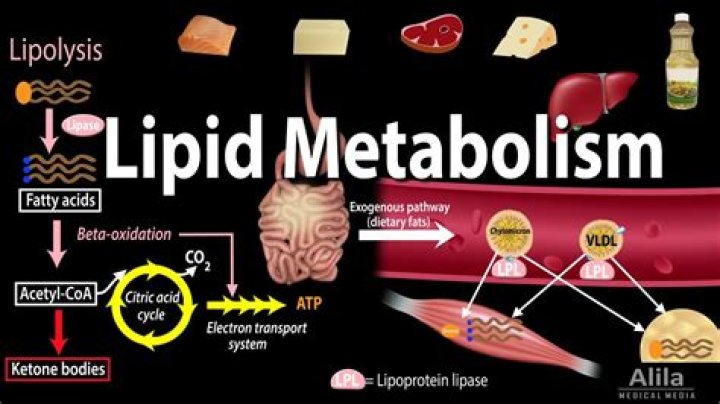 Are lipids made in the body?