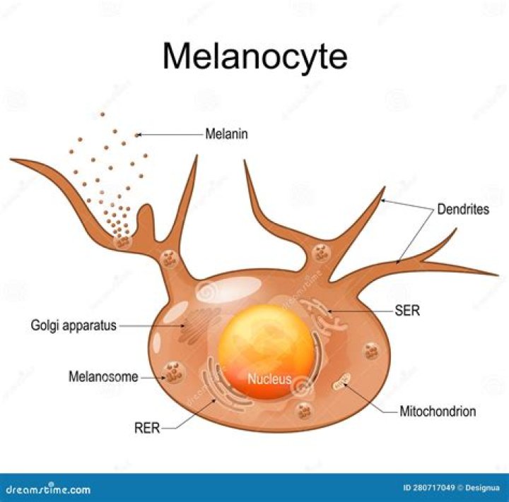 Are melanocytes involved in the nervous system?