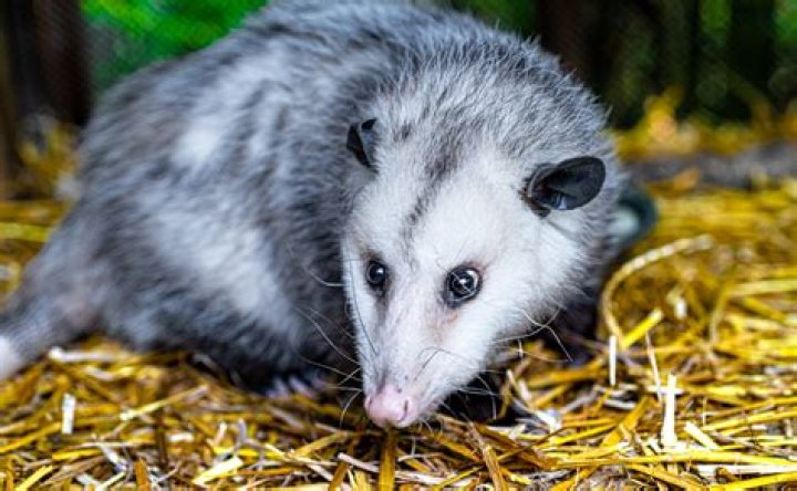 Are opossum legal in California