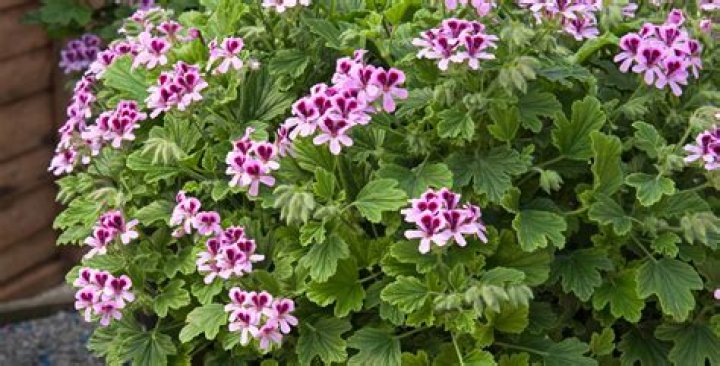 Are pelargoniums poisonous