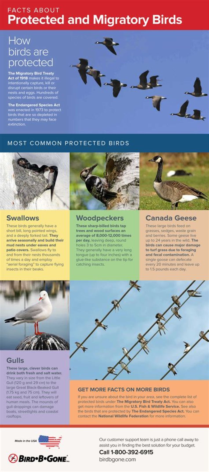 Are pigeons protected under the Migratory Bird Act?