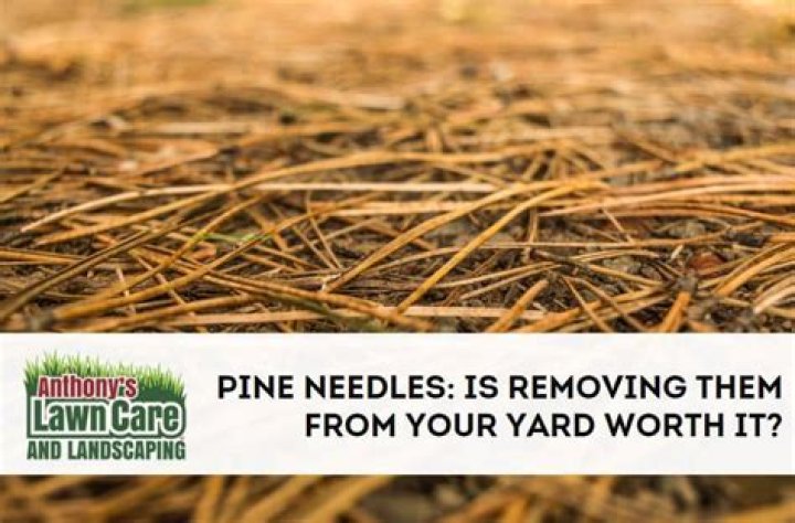 Are pine needles toxic to babies