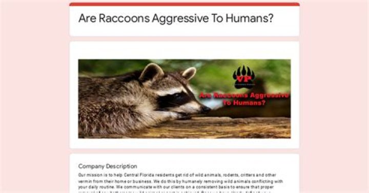Are raccoons aggressive to humans?