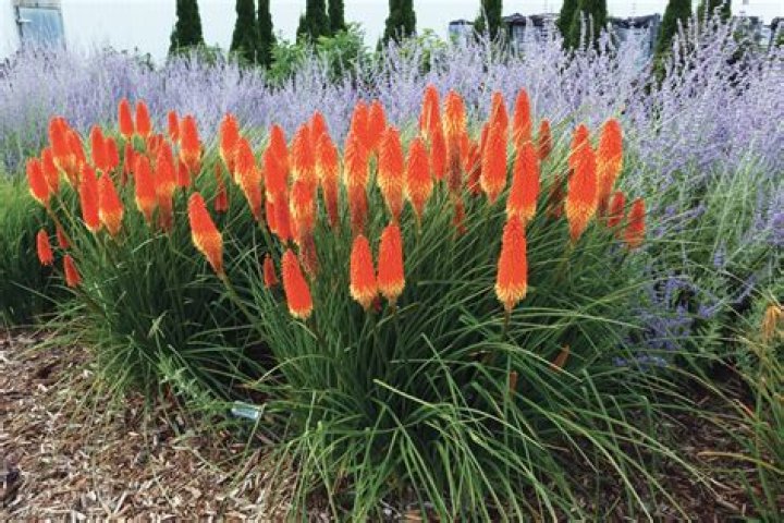 Are red hot poker plants invasive