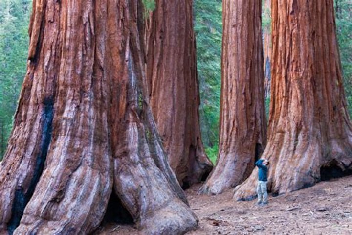 Are redwoods the tallest trees