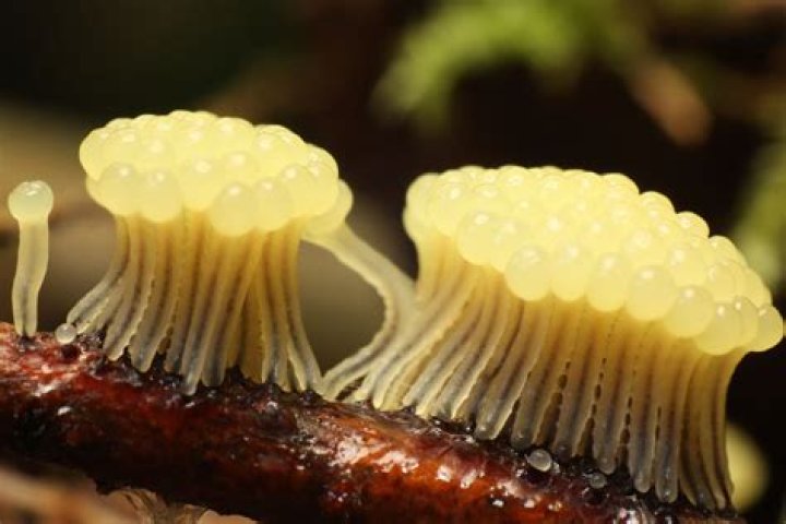 Are slime molds protists