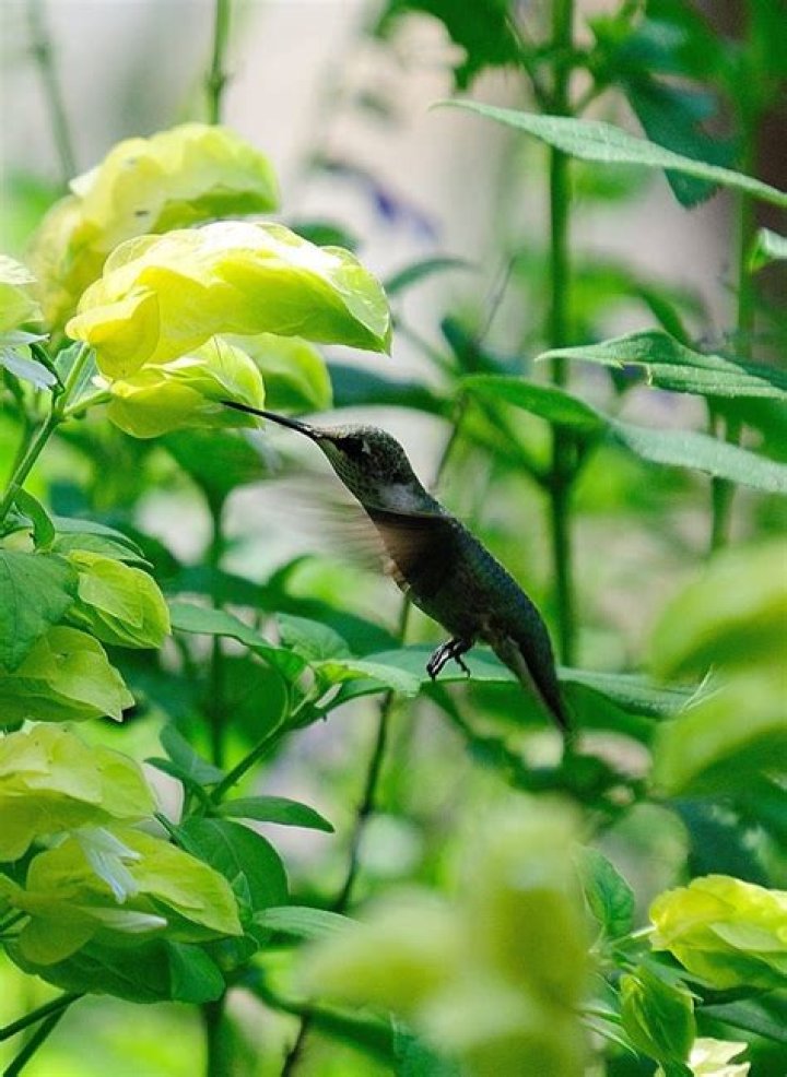 Are there any yellow hummingbirds