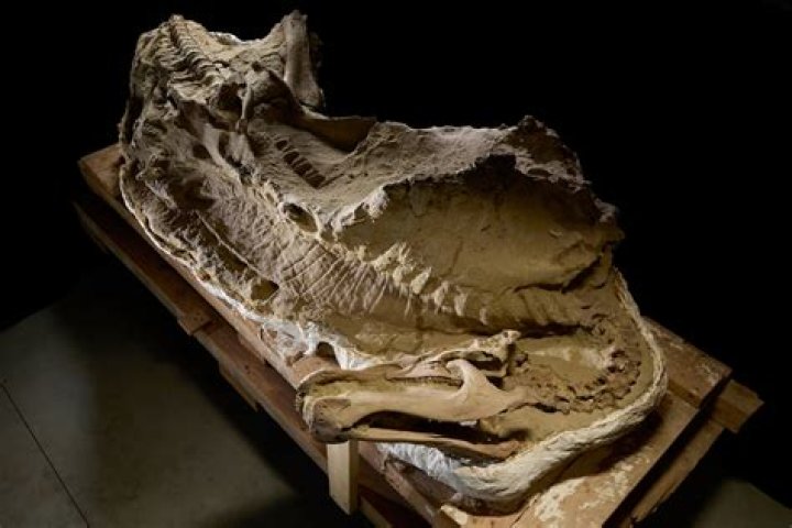 Are there dinosaur fossils in Australia?