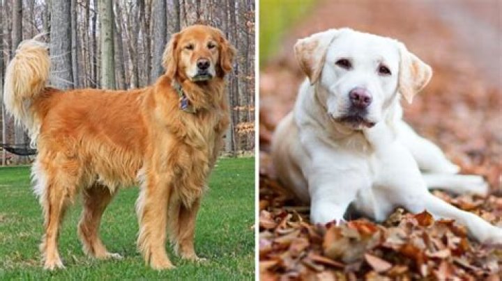 Are there golden labs?