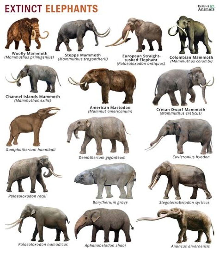 Are walruses related to elephants?