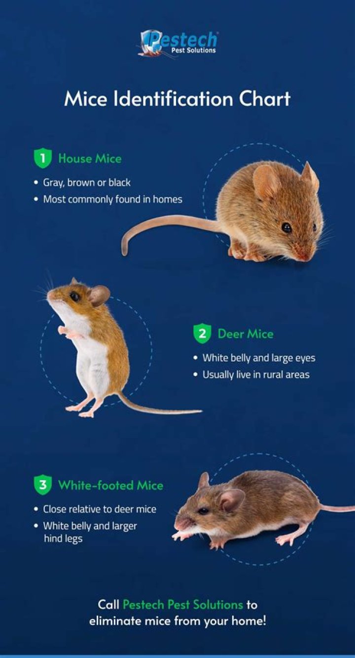 Are white mice dangerous