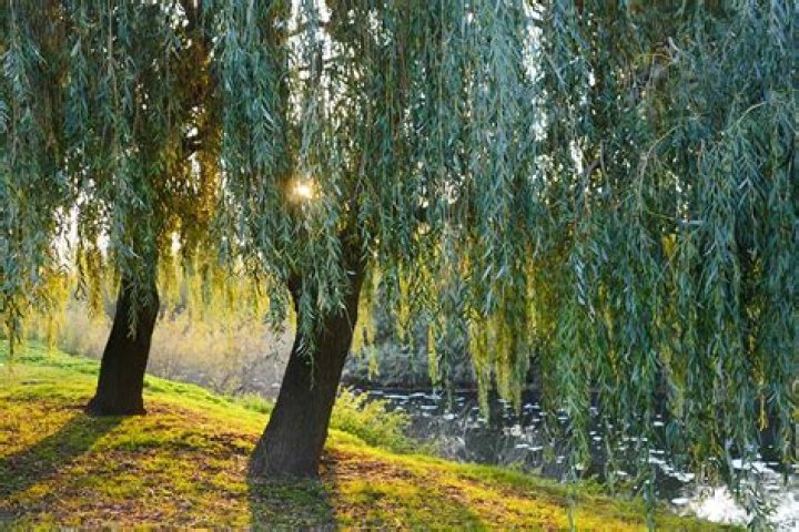 Are willow trees native to UK