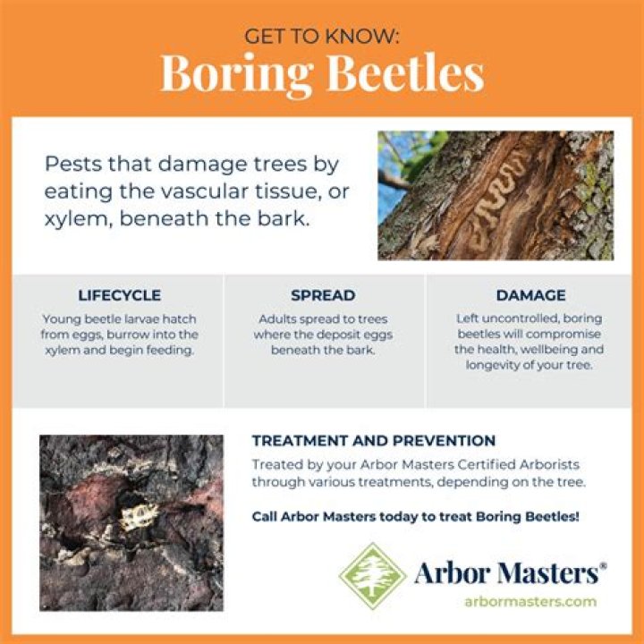 Are wood boring beetles dangerous?