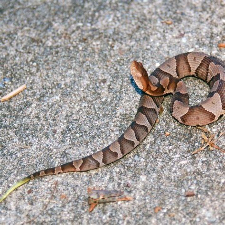 Can a baby copperhead kill you?