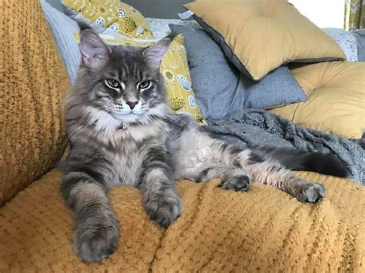 Can a cat be half raccoon?