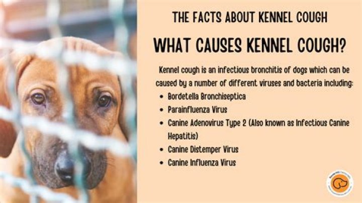 Can a dog recover from kennel cough?
