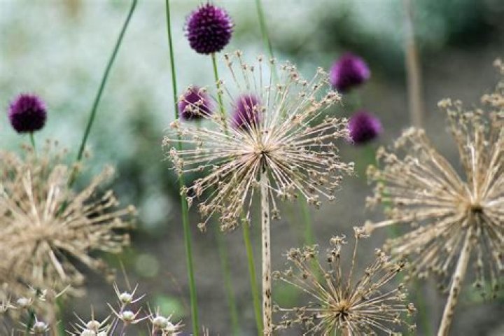 Can alliums be dried? | ContextResponse.com