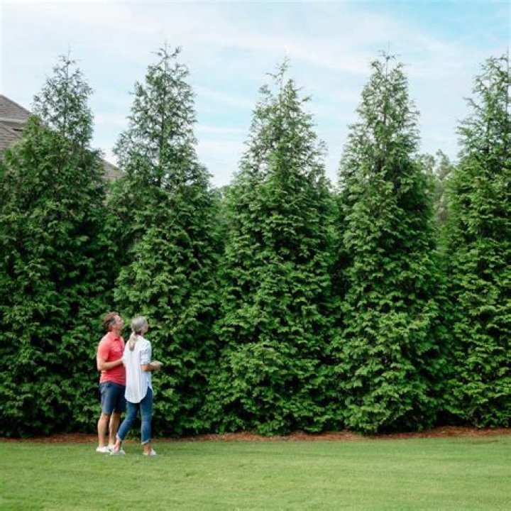 Can arborvitae trees be transplanted?