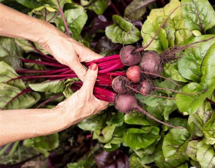 Can beets be left in the ground too long?
