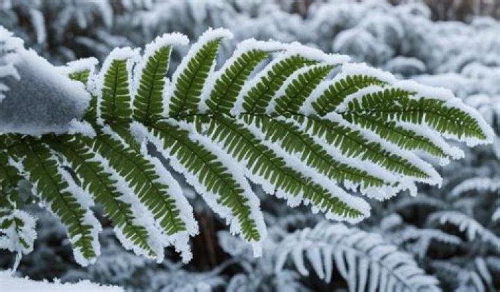 Can Boston ferns survive frost?