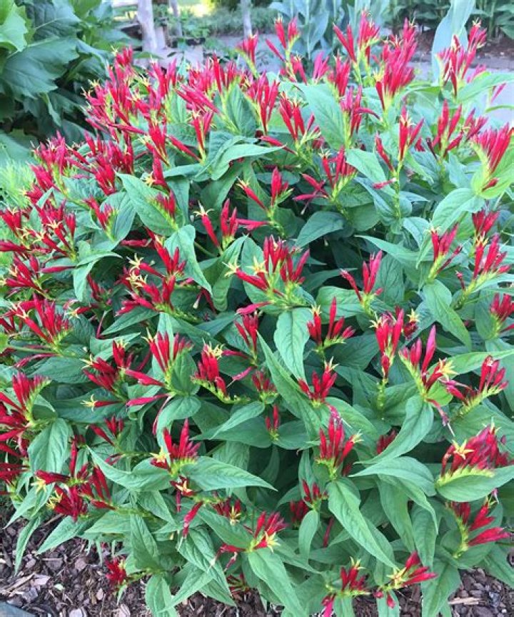 Can coleus tolerate full sun?