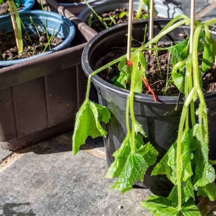 Can cucumbers grow in cold weather