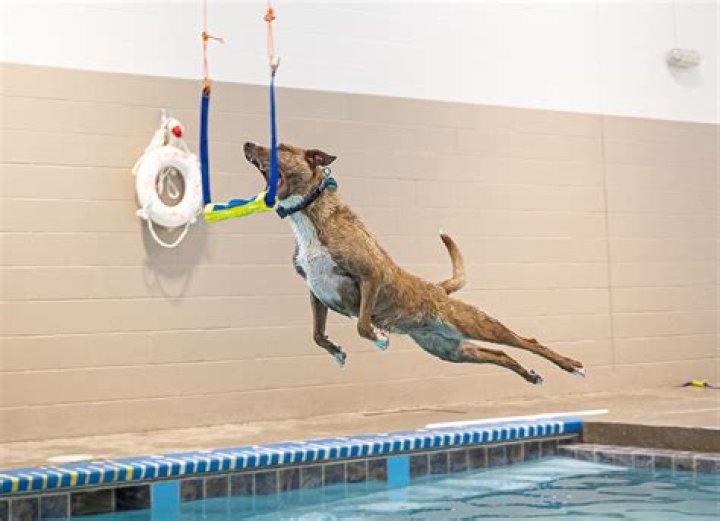 Can dogs dive? | ContextResponse.com